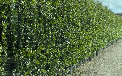 Trachelospermum jasminoides